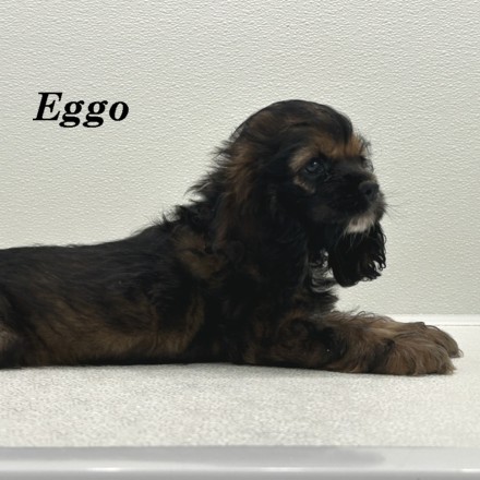 puppy, for, sale, Cocker Spaniel, Joe & Cherri  Overlease, dog, breeder, Miller, MO, dog-breeder, puppy-for-sale, forsale, nearby, find, puppyfind, locator, puppylocator, aca